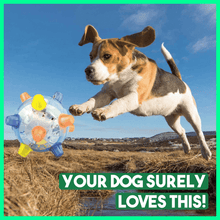 Load image into Gallery viewer, Dotmalls⢠Pet Ball Endless Entertainment for Your Furry Friend!